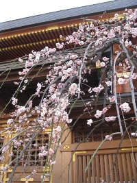 Spring in Tokyo, Yushima Tenjin